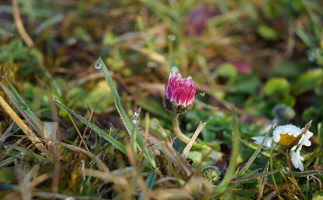 Das Gänseblümchen im Winter
