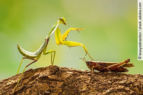 Gottesanbeterin und Heuschrecke