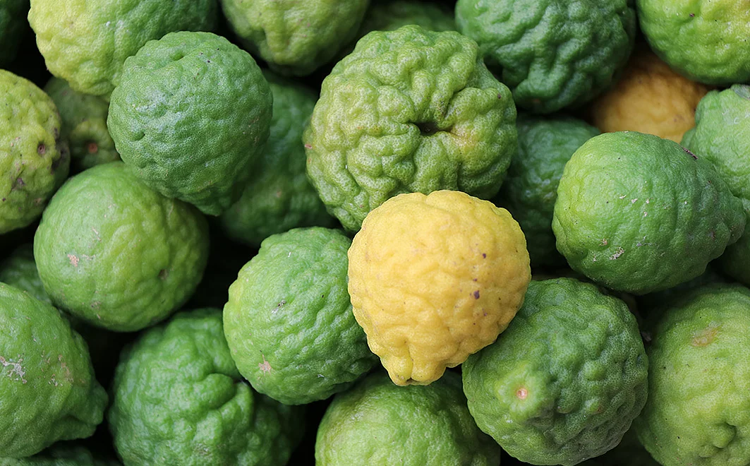 Zahlreichen grüne Bergamotte-Früchte sowie eine gelbe.