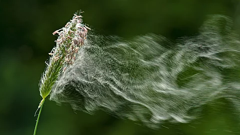 Makroaufnahme: Abfliegende Graspollen 