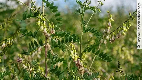 Blühender Tragant auf einem Feld