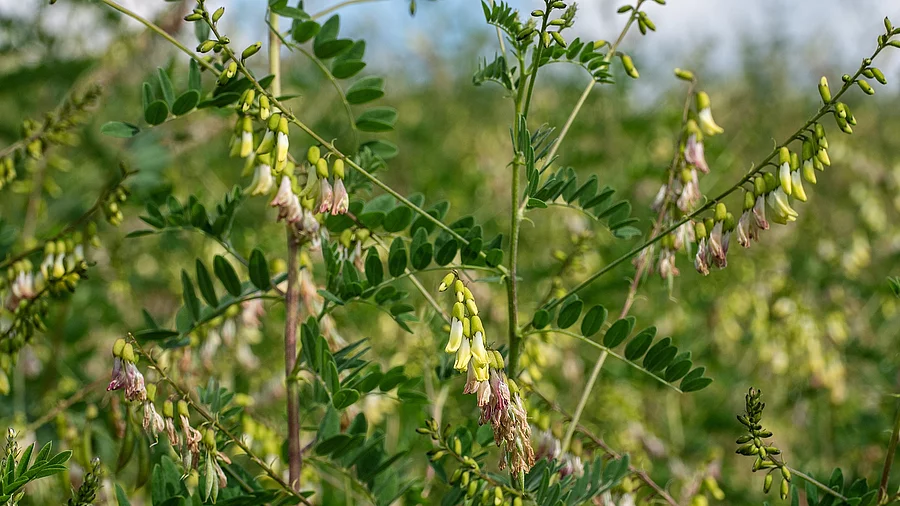 Blühender Tragant auf einem Feld