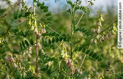 Blühender Tragant auf einem Feld