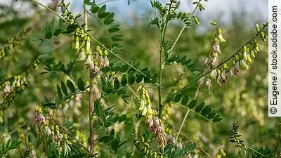 Blühender Tragant auf einem Feld