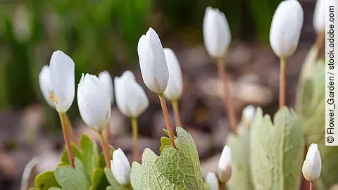 Blüten der kanadischen Blutwurz