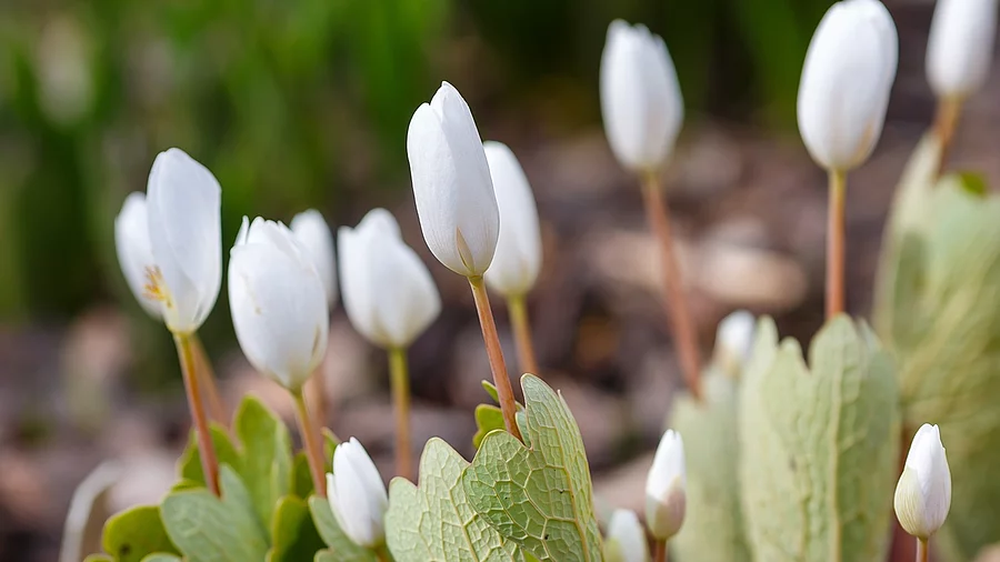 Blüten der kanadischen Blutwurz