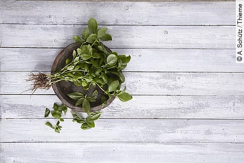 frische Basilikumzweige mit Wurzel auf grauem Holzuntergund