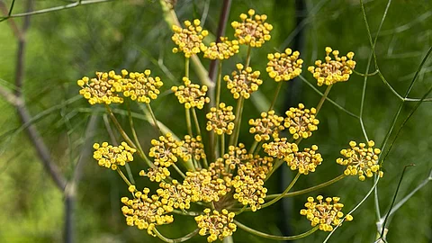 Blühender Fenchel in der Nahaufnahme.