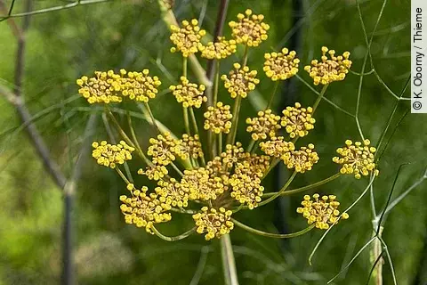 Blühender Fenchel in der Nahaufnahme.