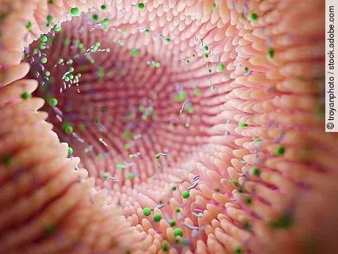 Illustration: Darmlumen mit Darmbakterien