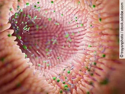 Illustration: Darmlumen mit Darmbakterien