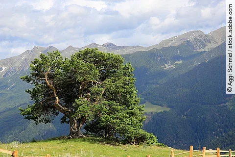 Zirbelkiefer auf eine Wiese in einer Berglandschaft