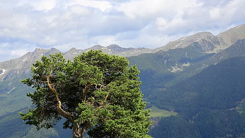 Zirbelkiefer auf eine Wiese in einer Berglandschaft