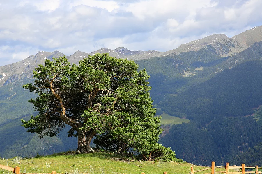 Zirbelkiefer auf eine Wiese in einer Berglandschaft