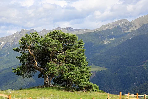 Zirbelkiefer auf eine Wiese in einer Berglandschaft