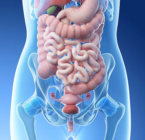 Illustration: Abdomen einer Frau mit Organen
