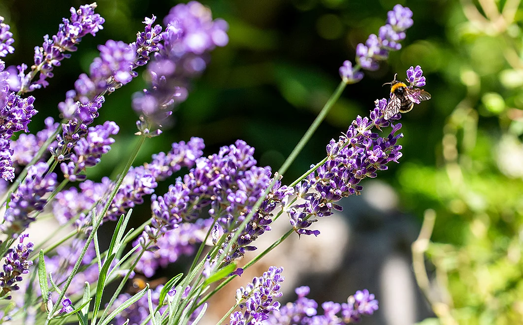 Lavendelblüten auf denen eine Biene sitzt