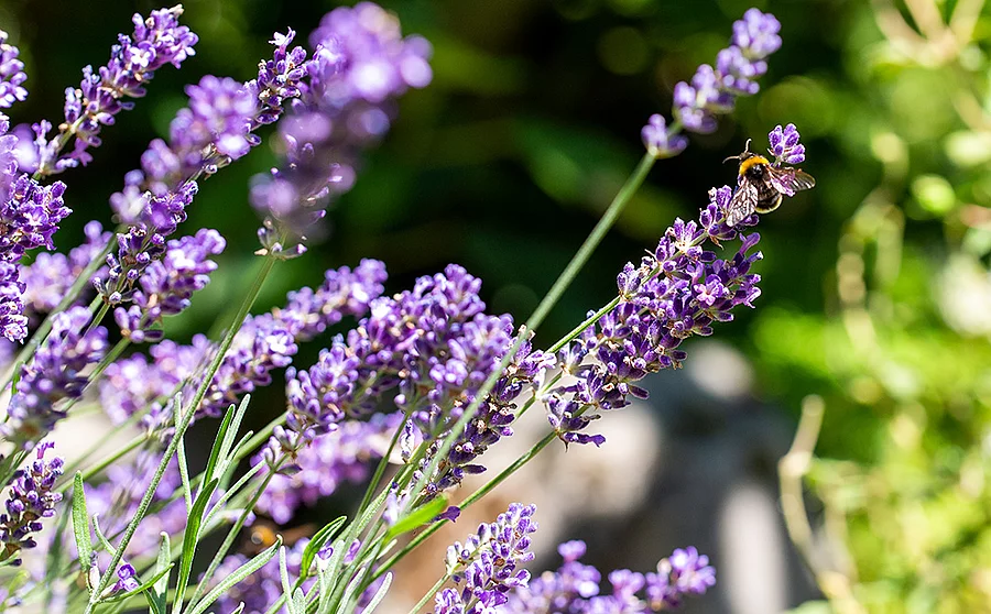 Lavendelblüten mit einer Biene darauf auf einer Sommerwiese.