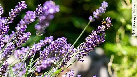 Lavendelblüten mit einer Biene darauf auf einer Sommerwiese.