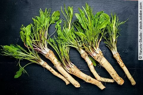 Meerrettichwurzeln mit Blattwerk auf dunkelgrauem Hintergrund