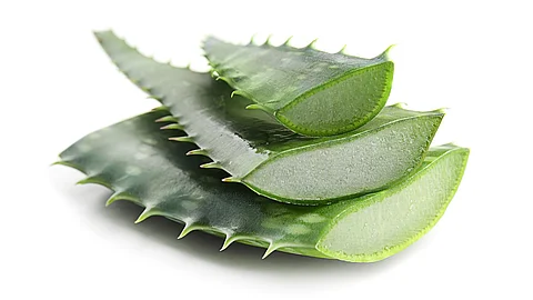 geschnittene Aloe-vera-Blätter auf weißem Untergrund