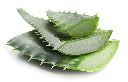 geschnittene Aloe-vera-Blätter auf weißem Untergrund