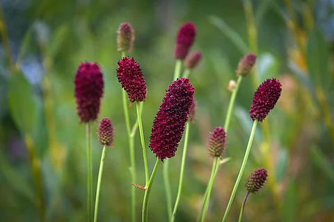 Blühende Sanguisorba officinalis