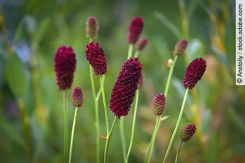 Blühende Sanguisorba officinalis