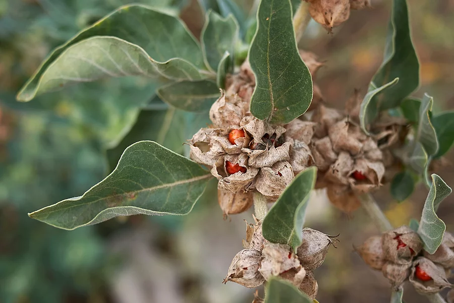 Withania somnifera Ashwangandhapflanze mit Früchten
