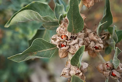 Ashwagandha: ayurvedische Heilpflanze
