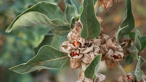 Withania somnifera Ashwagandha: ayurvedische Heilpflanze