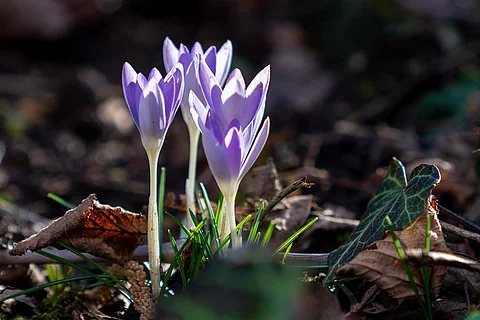 3 blühende Herbstzeitlose in der Natur