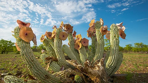 Hoodia gordonii mit Blüten.