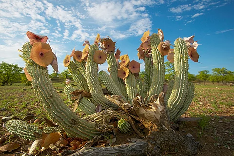 Hoodia gordonii mit Blüten.