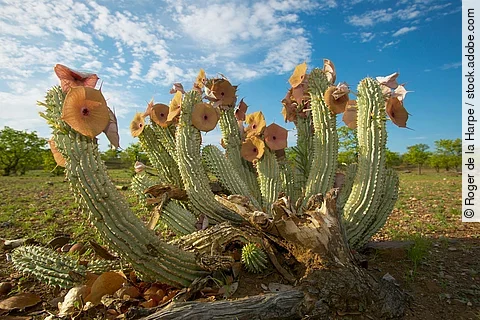 Hoodia gordonii mit Blüten.