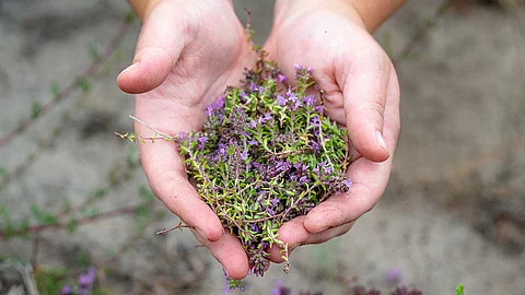 Collecting wild thyme flowers outdoors. Blooming thymus vulgaris pink plant flowers are used for tea and as a rural medicine. Female holding wild flowers in hand Sammeln von Thymian.