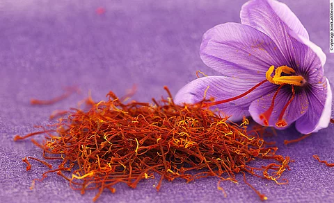 Violette Safranblüte