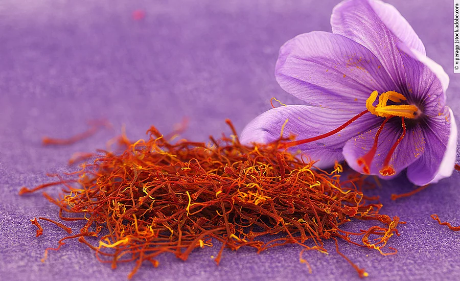 Violette Safranblüte