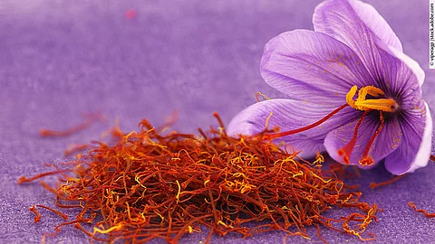 Violette Safranblüte