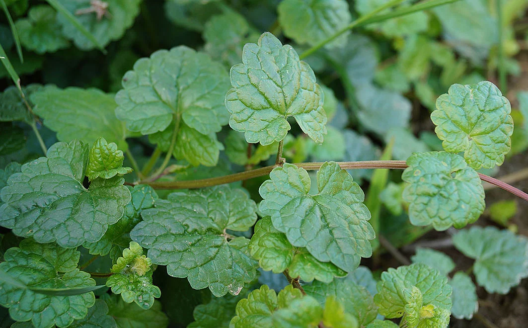 Blätter des Gundermann
