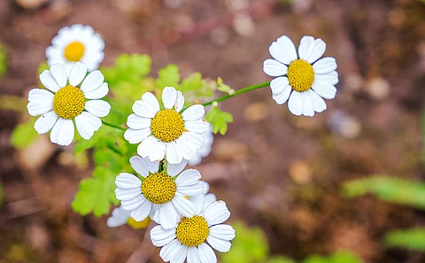 Mutterkraut, Blüten