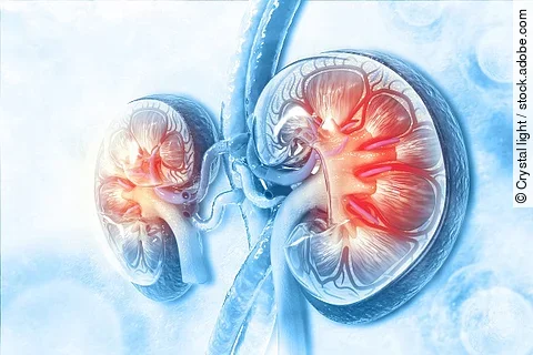 Nieren vor blauem Hintergrund, Illustration