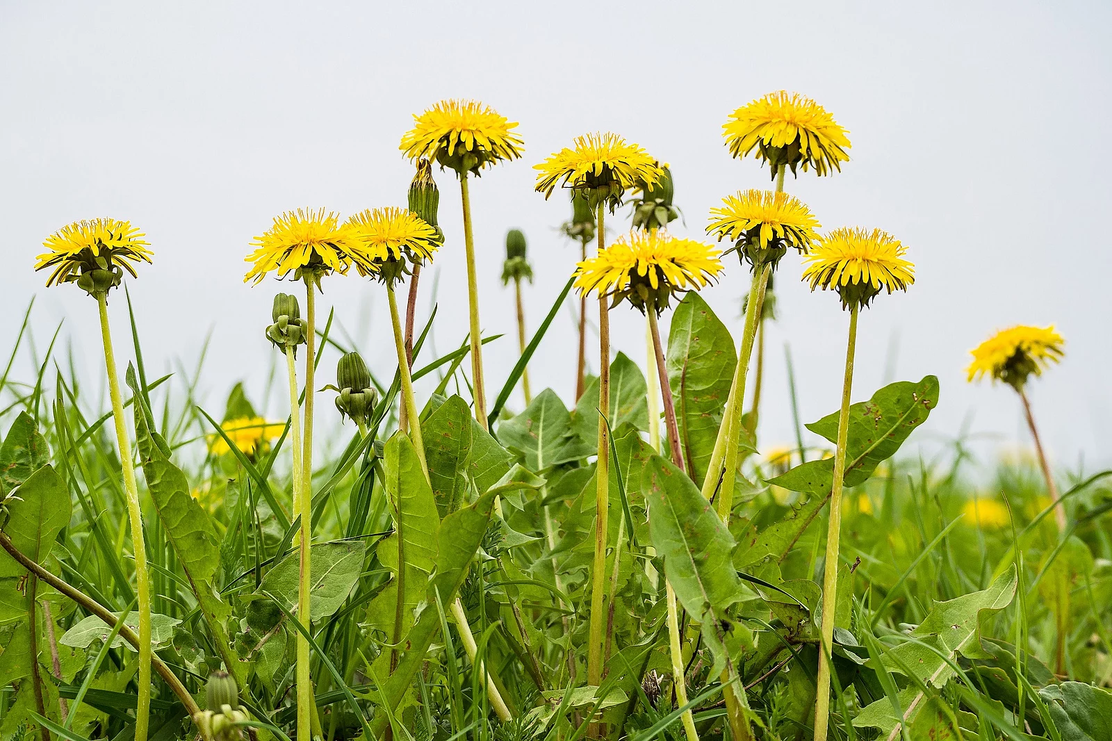Löwenzahn auf einer Wiese