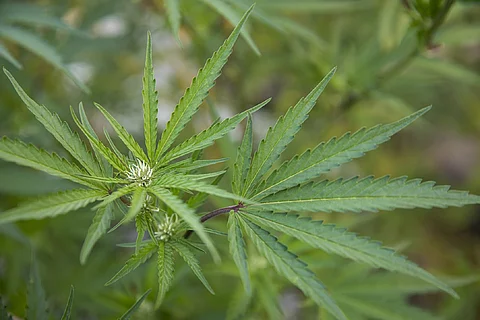 Nahaufnahme einer Cannabis-Pflanze 