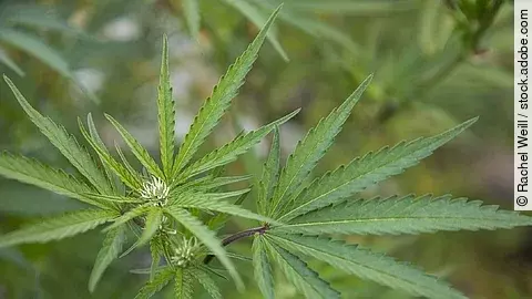 Cannabis-Pflanze mit Blüte