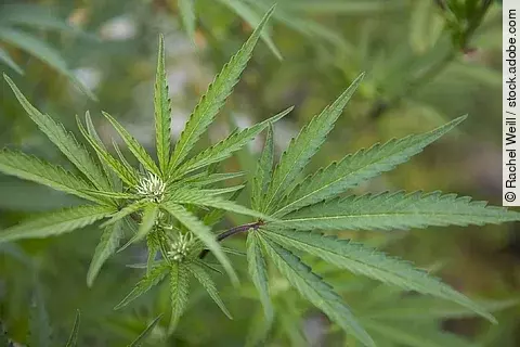 Cannabis-Pflanze mit Blüte