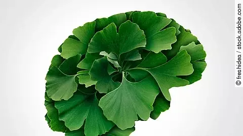 Ginkgoblätter in Gehirnform