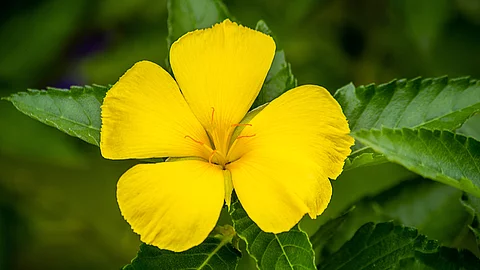 Damiana, gelbe Blüte Nahaufnahme