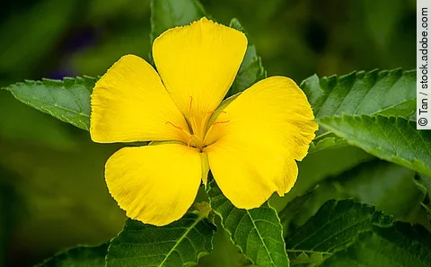 Damiana, gelbe Blüte Nahaufnahme