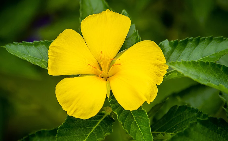 Damiana, gelbe Blüte Nahaufnahme